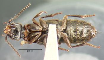 Media type: image;   Entomology 7315 Aspect: habitus ventral view